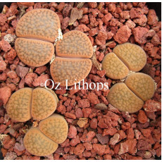 C085 - Plant